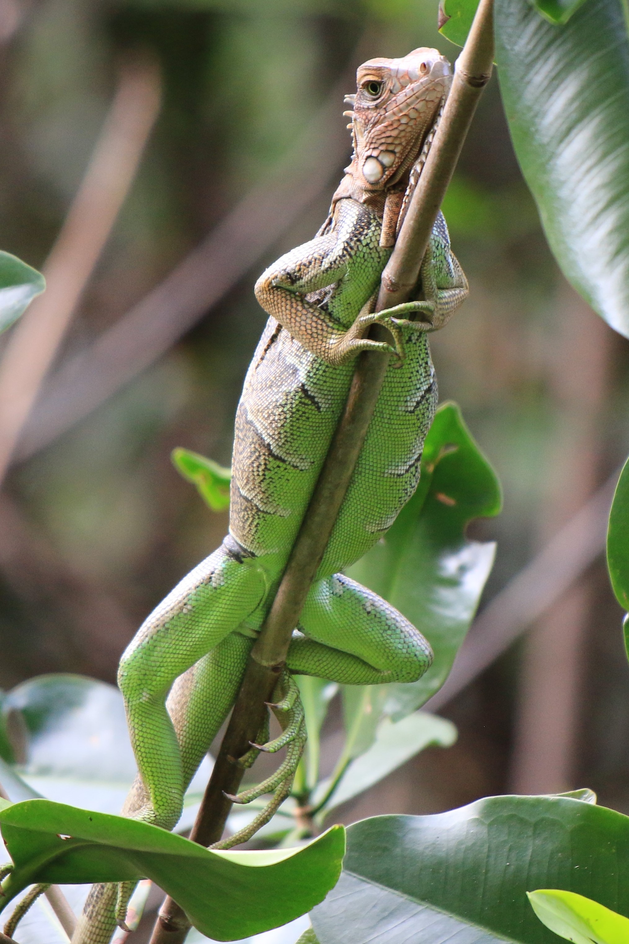 Costa Rica